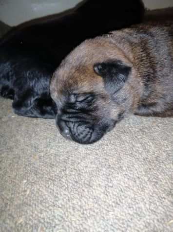 Cuccioli di Cane Corso