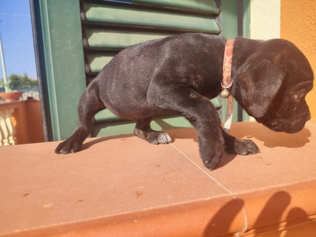 Cuccioli di cane corso