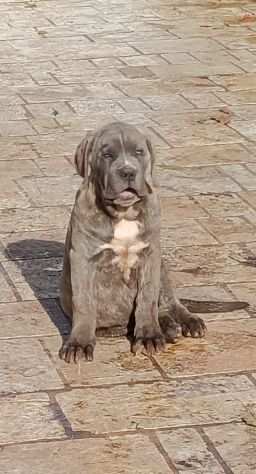 Cuccioli di cane corso