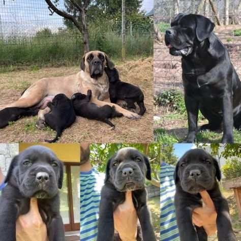 CUCCIOLI DI CANE CORSO