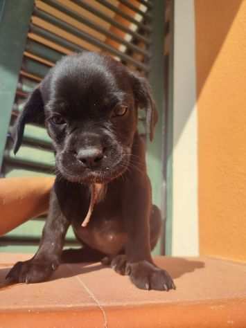 Cuccioli di cane corso