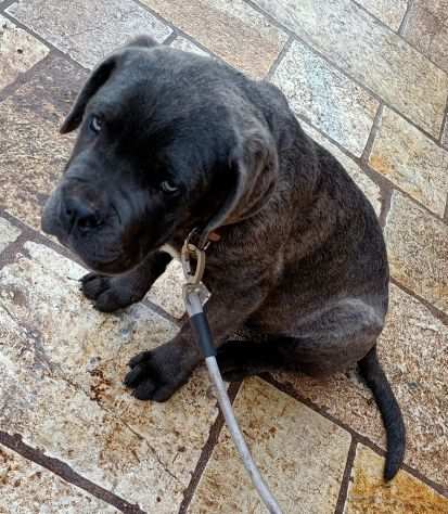 Cuccioli di cane corso