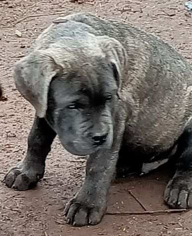 Cuccioli di cane corso