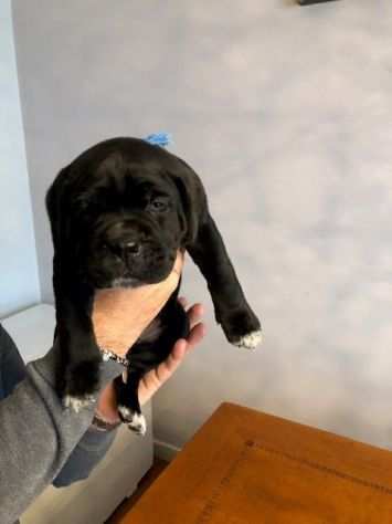 cuccioli di cane corso con pedigree