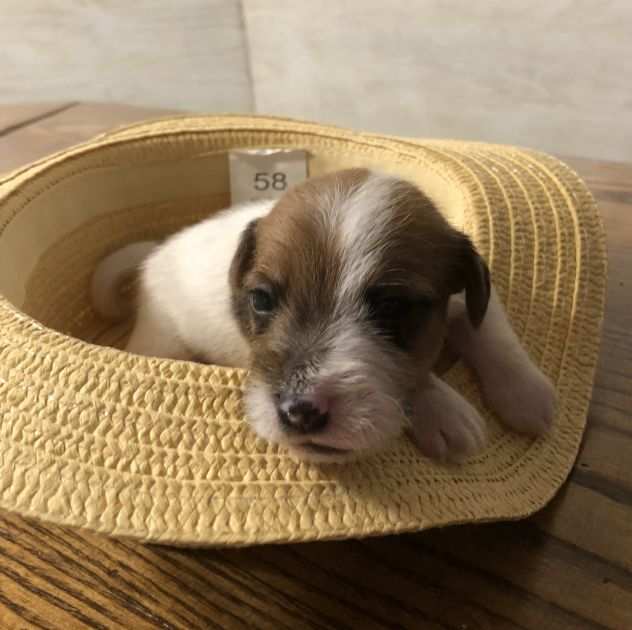 Cuccioli di cane razza Jack Russel