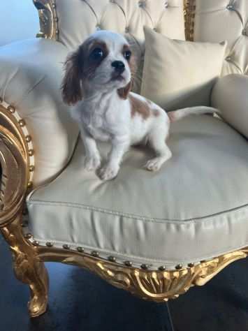 Cuccioli di Cavalier King