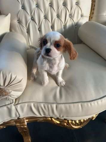 Cuccioli di Cavalier King