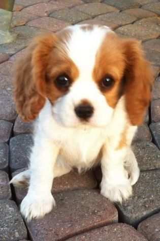 Cuccioli di cavalier king charles super adorabili