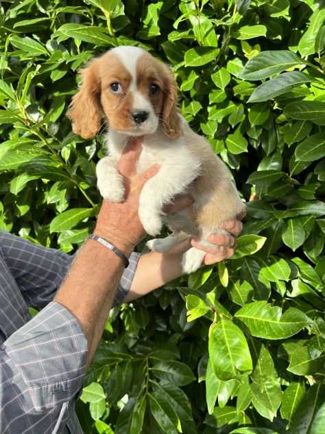 Cuccioli di Cavalier King (solo maschietti)