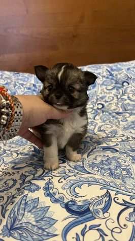 cuccioli di chihuahua