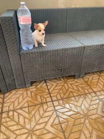 Cuccioli di chihuahua