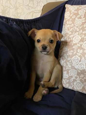 Cuccioli di chihuahua