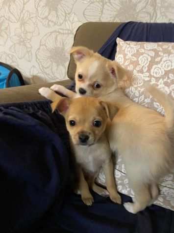 Cuccioli di chihuahua