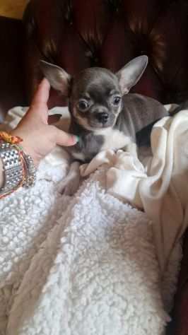 Cuccioli di chihuahua