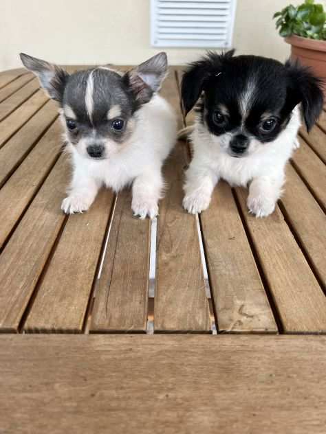 Cuccioli di Chihuahua