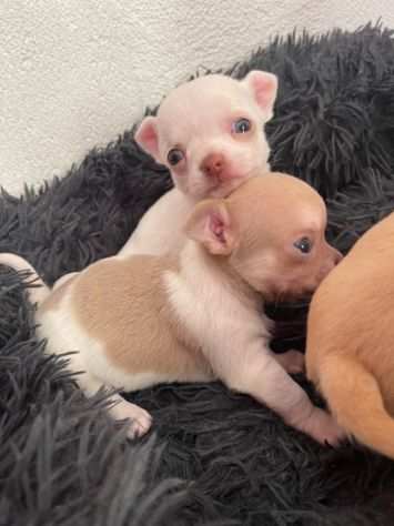 Cuccioli di chihuahua