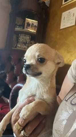 Cuccioli di chihuahua