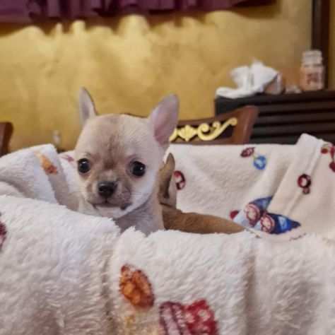 Cuccioli di chihuahua