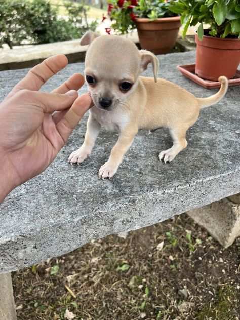 Cuccioli di Chihuahua