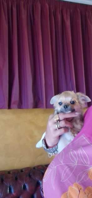 Cuccioli di chihuahua