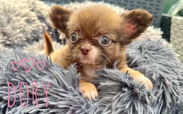 Cuccioli di chihuahua con pedigree pronti fine agosto