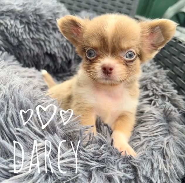 Cuccioli di chihuahua con pedigree pronti fine agosto