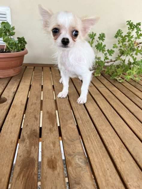 Cuccioli di Chihuahua maschietto a Pelo Lungo