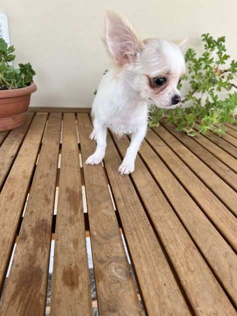Cuccioli di Chihuahua maschietto a Pelo Lungo