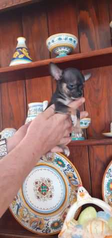 Cuccioli di chihuahua mini toy