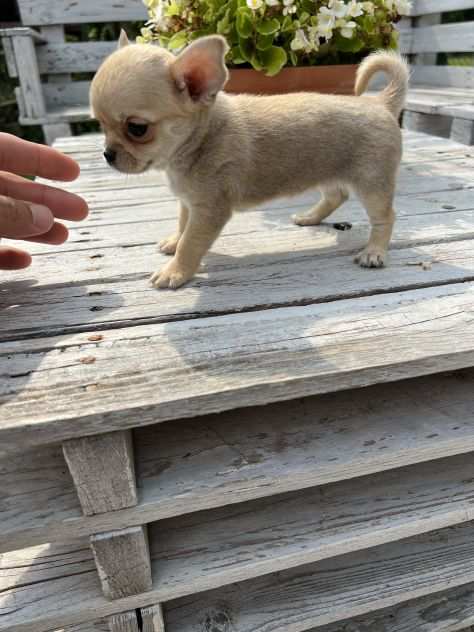 Cuccioli di Chihuahua Toy