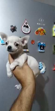 Cuccioli di chihuahua toy