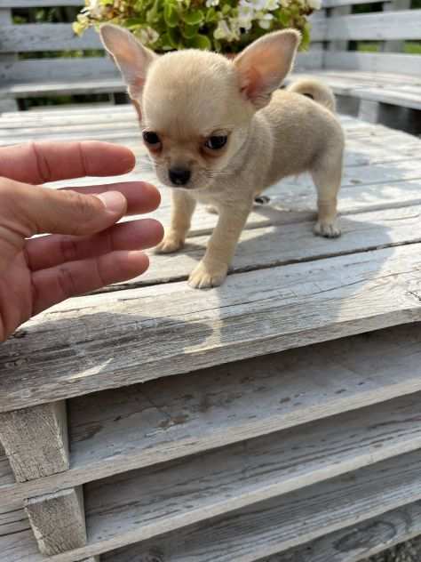 Cuccioli di Chihuahua Toy