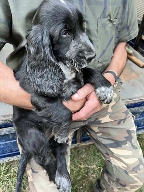 Cuccioli di Cocker Spaniel