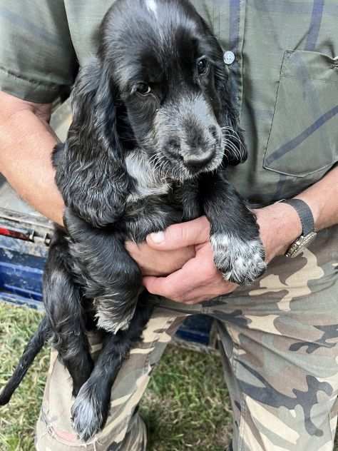 Cuccioli di Cocker Spaniel