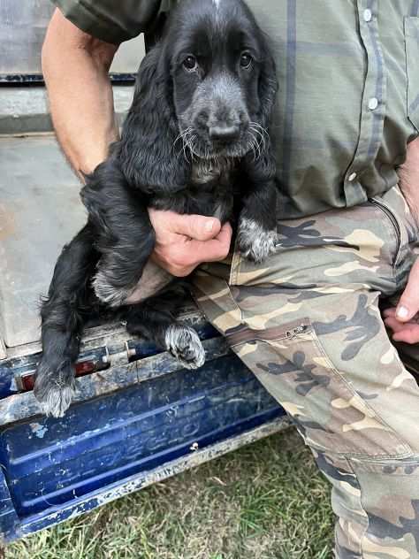 Cuccioli di Cocker Spaniel