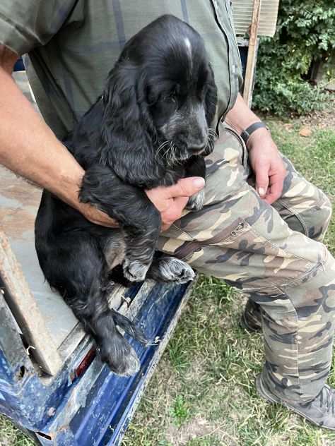 Cuccioli di Cocker Spaniel