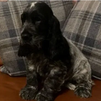 Cuccioli di COCKER SPANIEL MASCHIO E FEMMINA