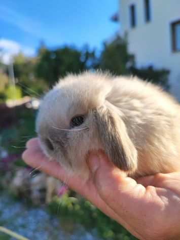 Cuccioli di coniglio ariete nano