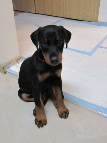 Cuccioli di Doberman