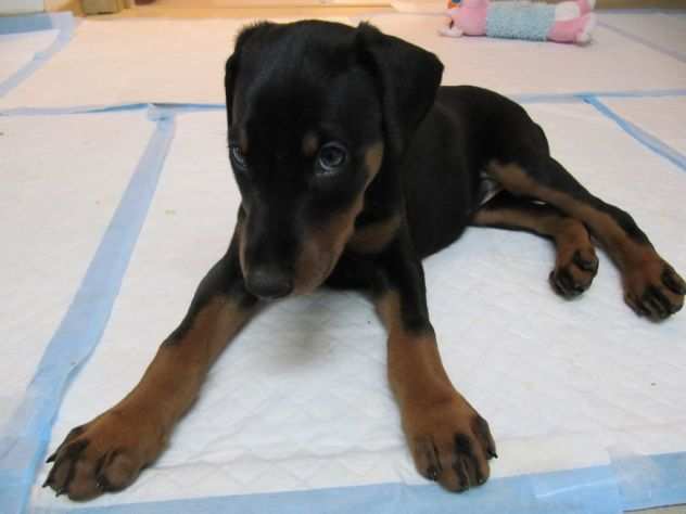 Cuccioli di Dobermann