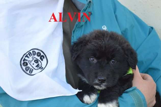 Cuccioli di due mesi cercano casa