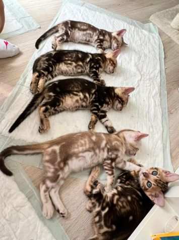 Cuccioli di gatto Bengala