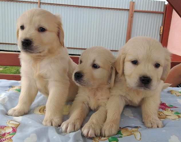 Cuccioli di Golden Retriever