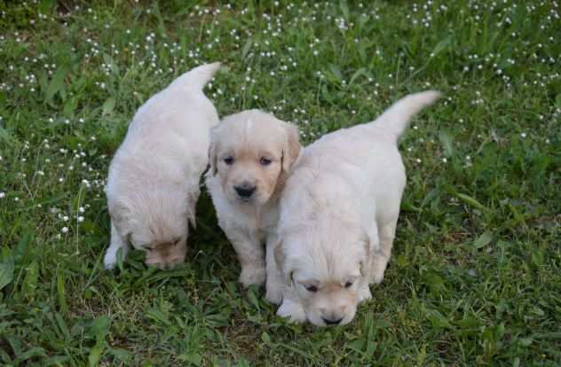 Cuccioli di Golden Retriever