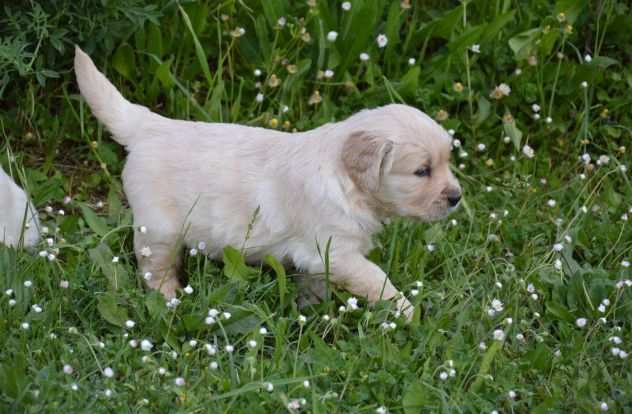 Cuccioli di Golden Retriever