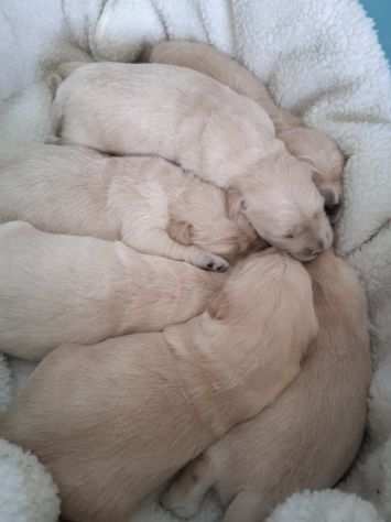 Cuccioli di Golden retriever con ottimo pedigree