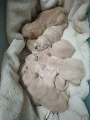 Cuccioli di Golden retriever con ottimo pedigree