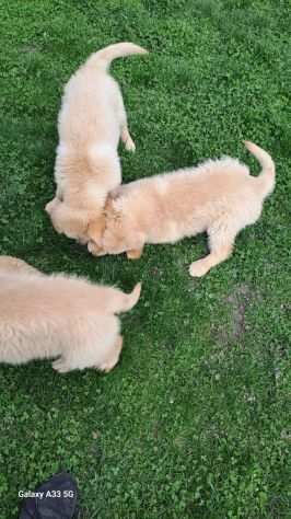 Cuccioli di Golden Retriever con pedigree ENCI