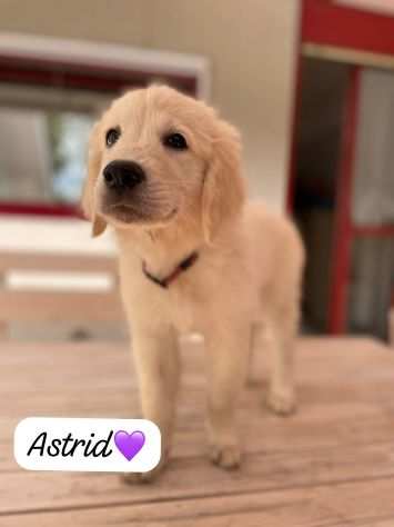 Cuccioli di golden retriver con Pedigree