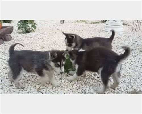 CUCCIOLI DI HUSKY siberiano